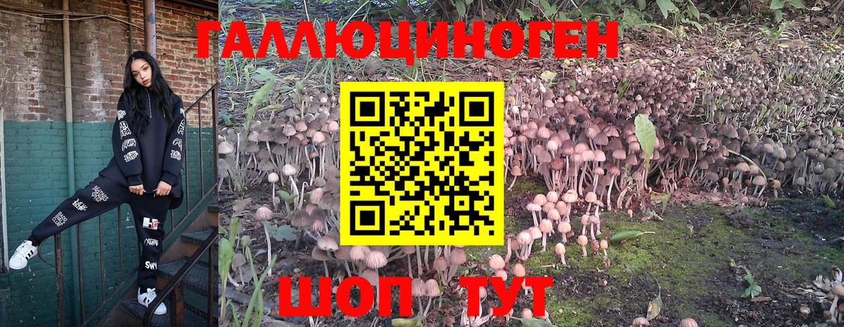 Псилоцибиновые грибы Psilocybine cubensis Белгород